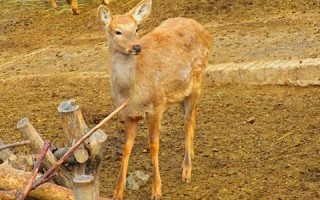 1月6日(1月6日天气)